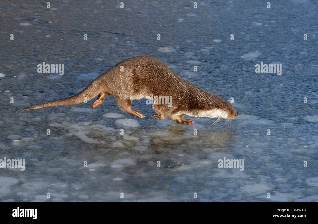 Ottervrouw op ijs Stock Photo