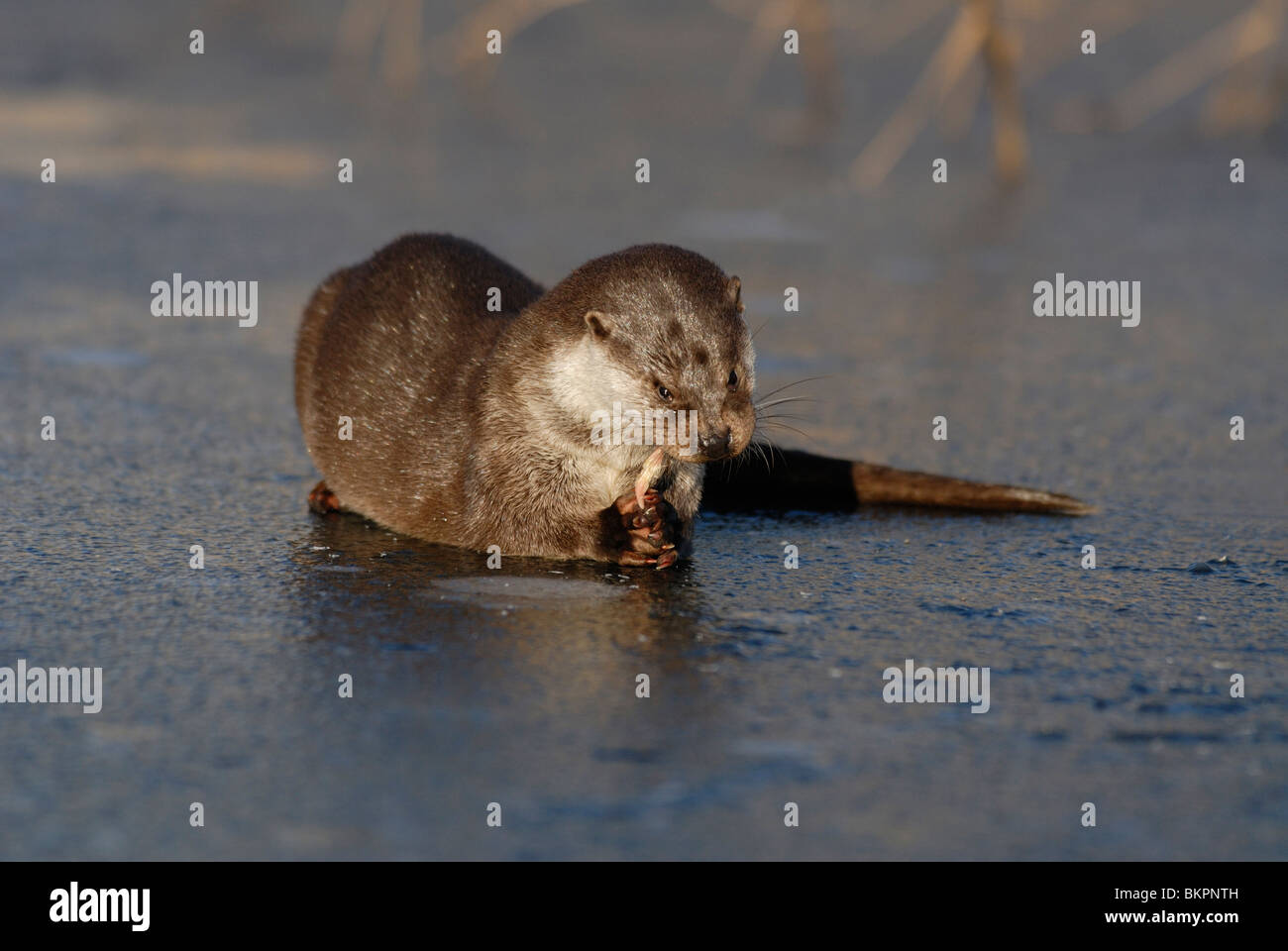 Otter etend op het ijs Stock Photo