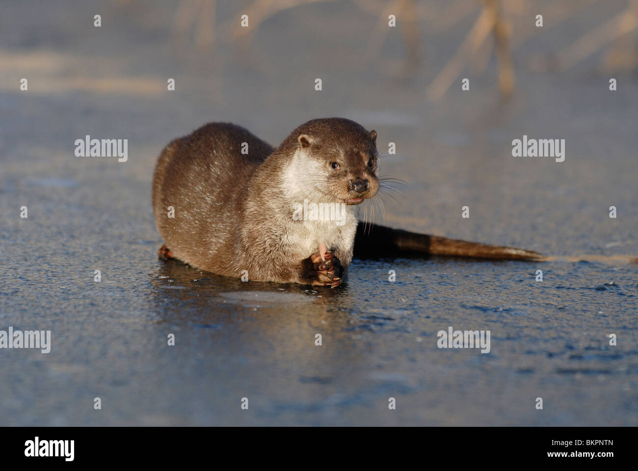 Otter with prey on ice Stock Photo