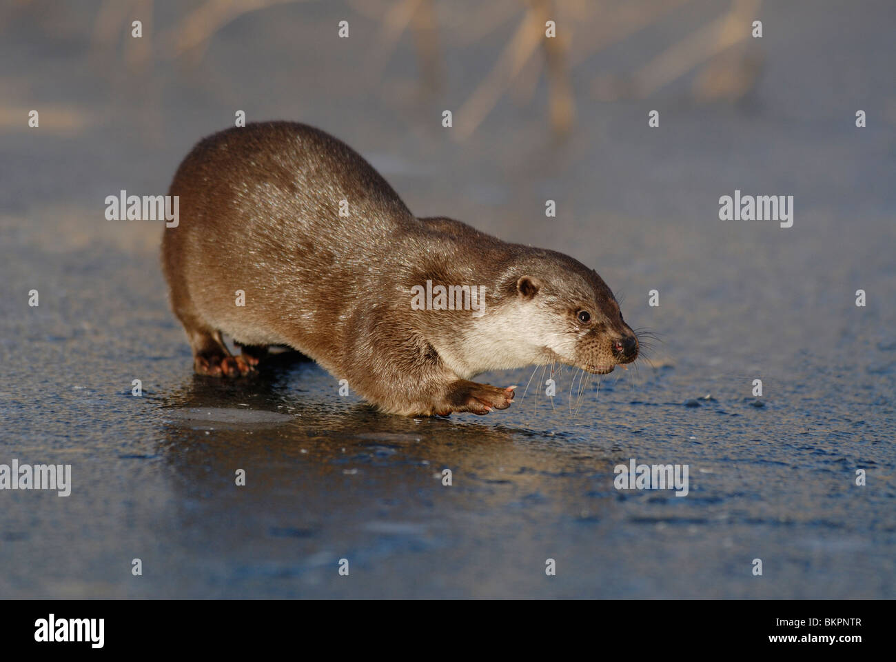Otter op ijs Stock Photo