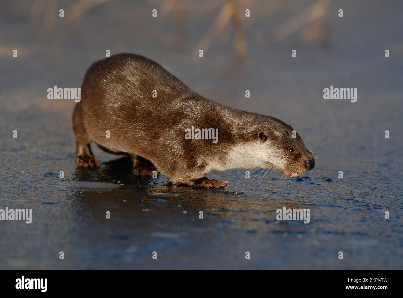 Otter on ice Stock Photo