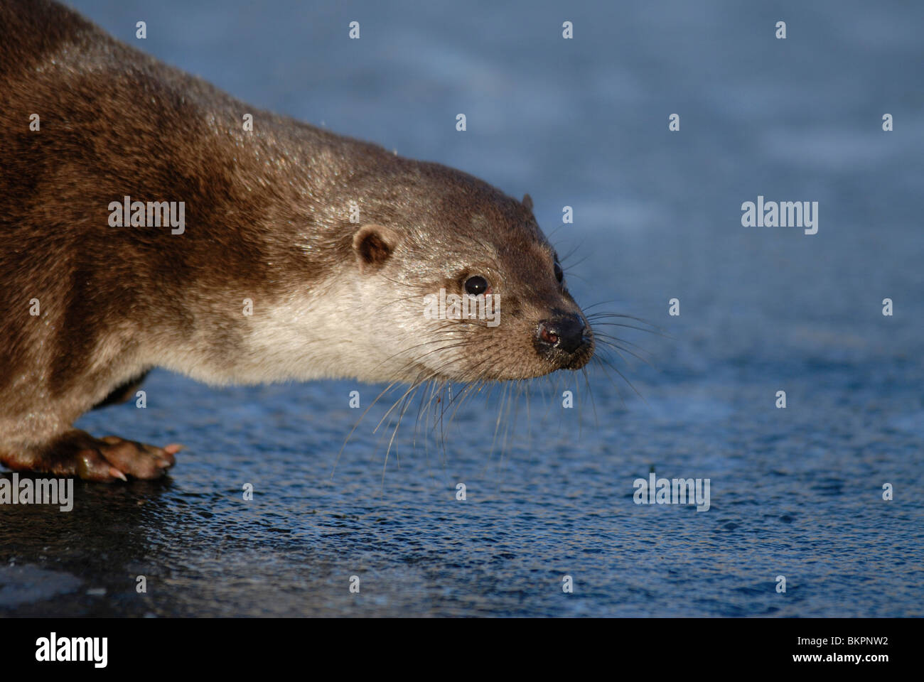 Otter op ijs Stock Photo