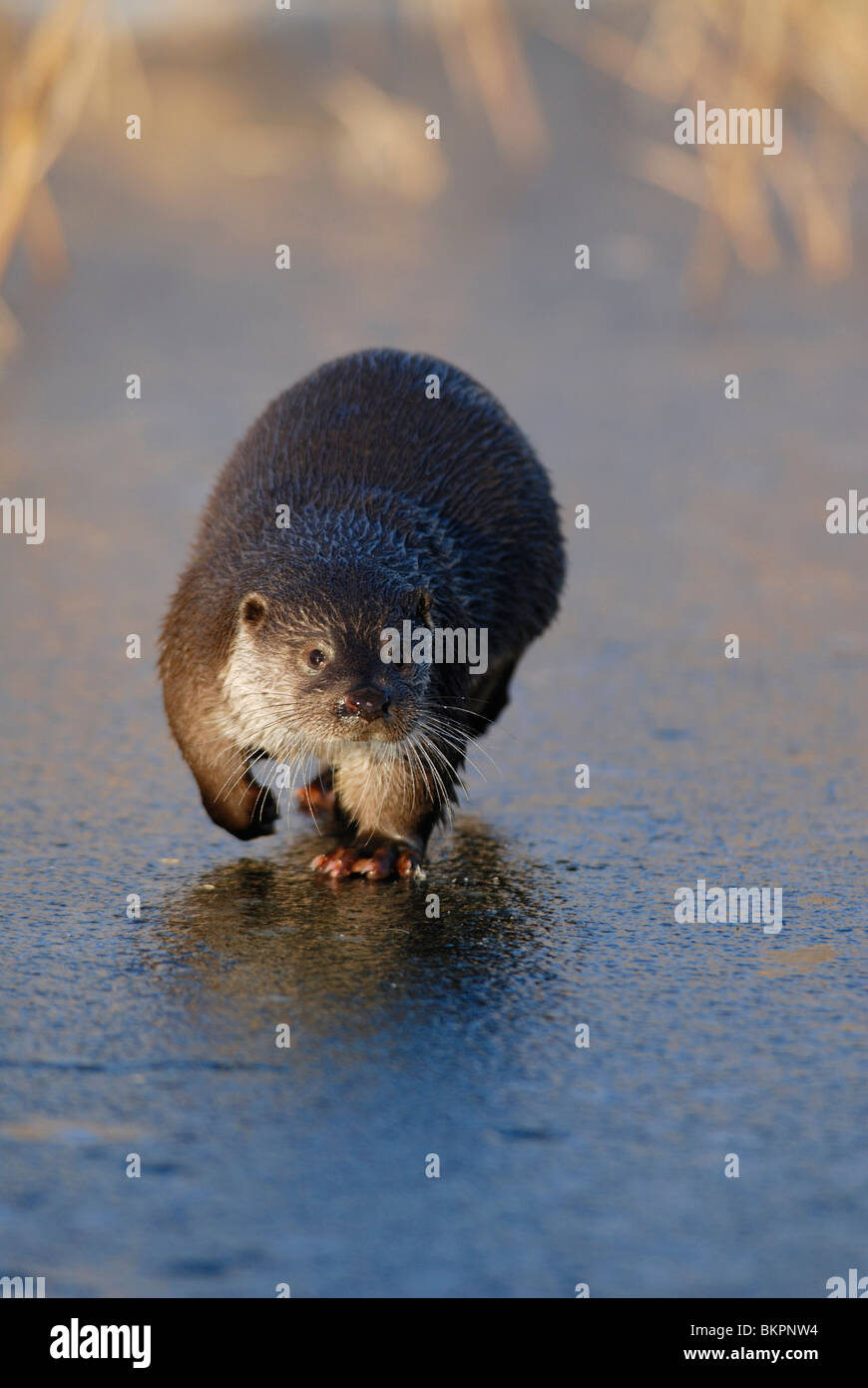 Otter op ijs Stock Photo