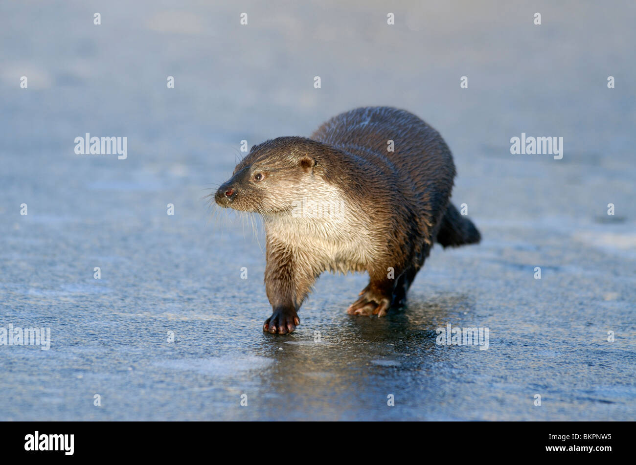 Otter op ijs Stock Photo