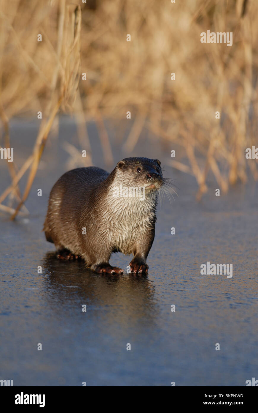 Otter op ijs, verticaal Stock Photo