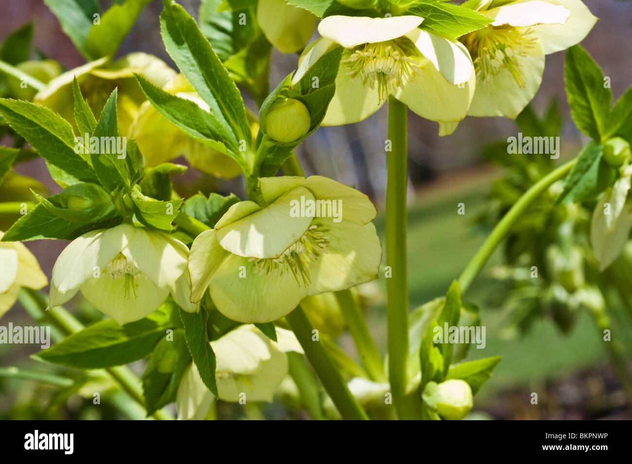 Yellow spring flowers of Lenten Rose, Helleborus orienalis, Ranunculaceae Stock Photo