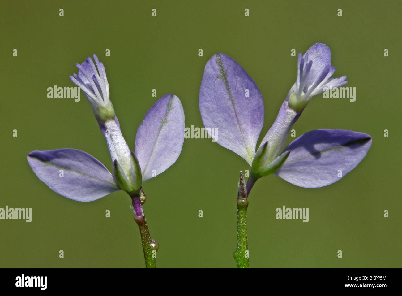 bovenaanzicht close up van 2 blauwe bloemen Stock Photo