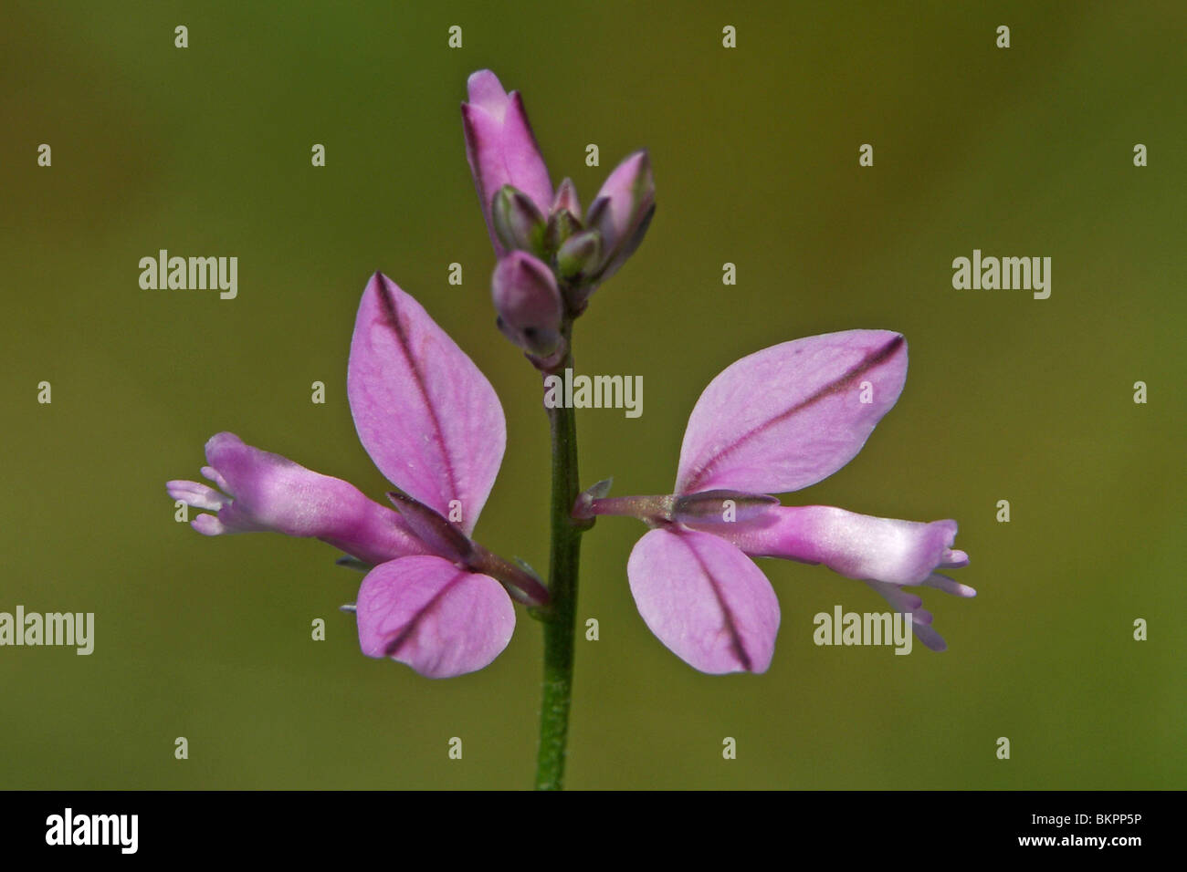 Close-up of the flowers of the Common Milkwort Stock Photo