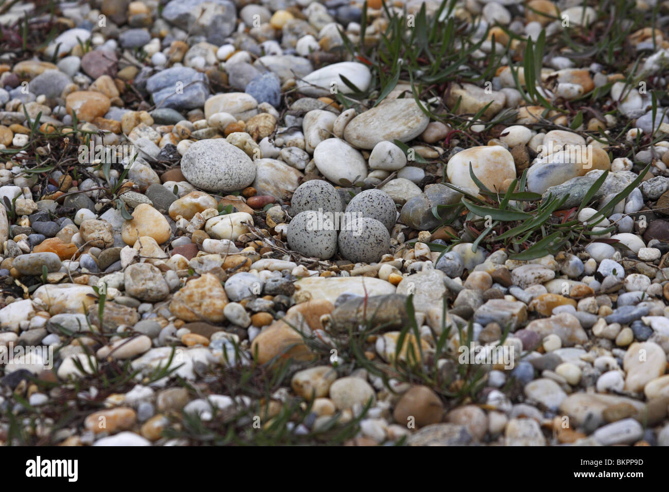 Little Ringed Plover, nest, eggs, Charadrius, dubius, Flußregenpfeifer Stock Photo