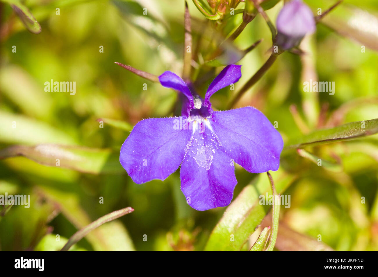 blue flower of Lobelia erinus 'Crystal Palace', Edging Lobelia, Lobeliaceae, Campanulaceae Stock Photo