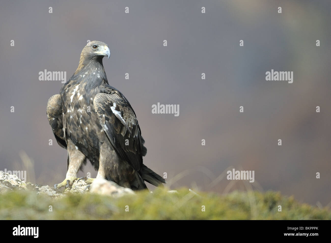 Immature golden eagle standing on a rock in winter Bulgaria Stock Photo ...