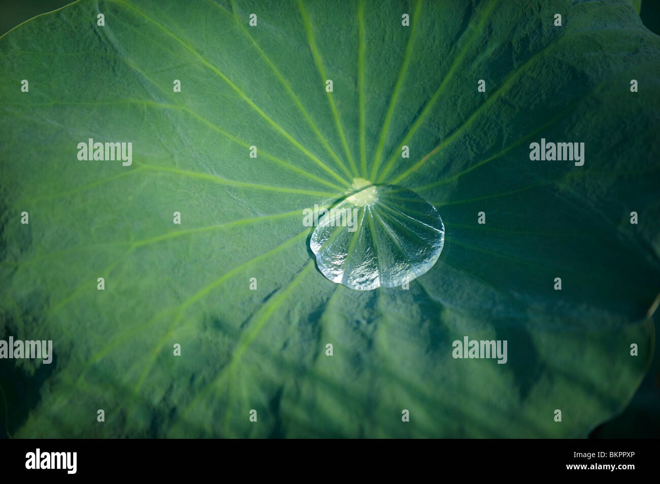 Water droplet on lily leaf Stock Photo - Alamy