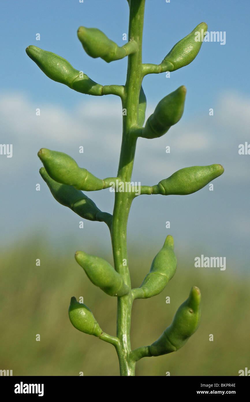 Close-up of the seeds of the European Searocket Stock Photo