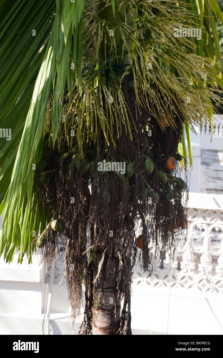 Areca palm (Areca catechu) with Areca nuts (Betelnuts) Stock Photo