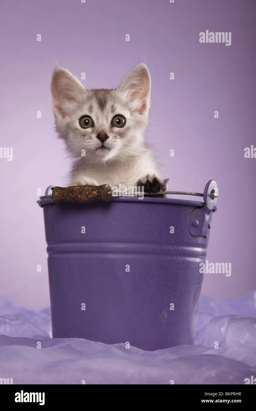 Somali Kätzchen / Somali Kitten Stock Photo - Alamy