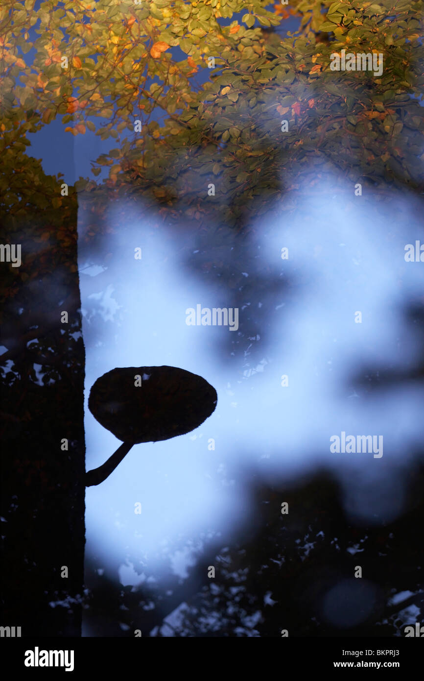 Silhouet van een porseleinzwam aan boom; Porcelain fungus silhouette in a tree Stock Photo