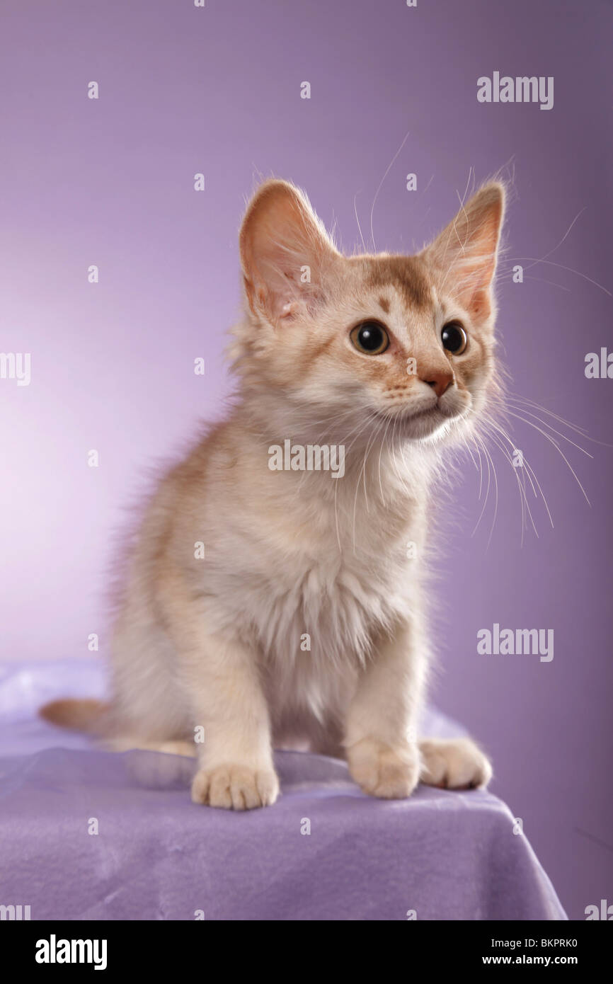 Somali Kätzchen / Somali Kitten Stock Photo - Alamy