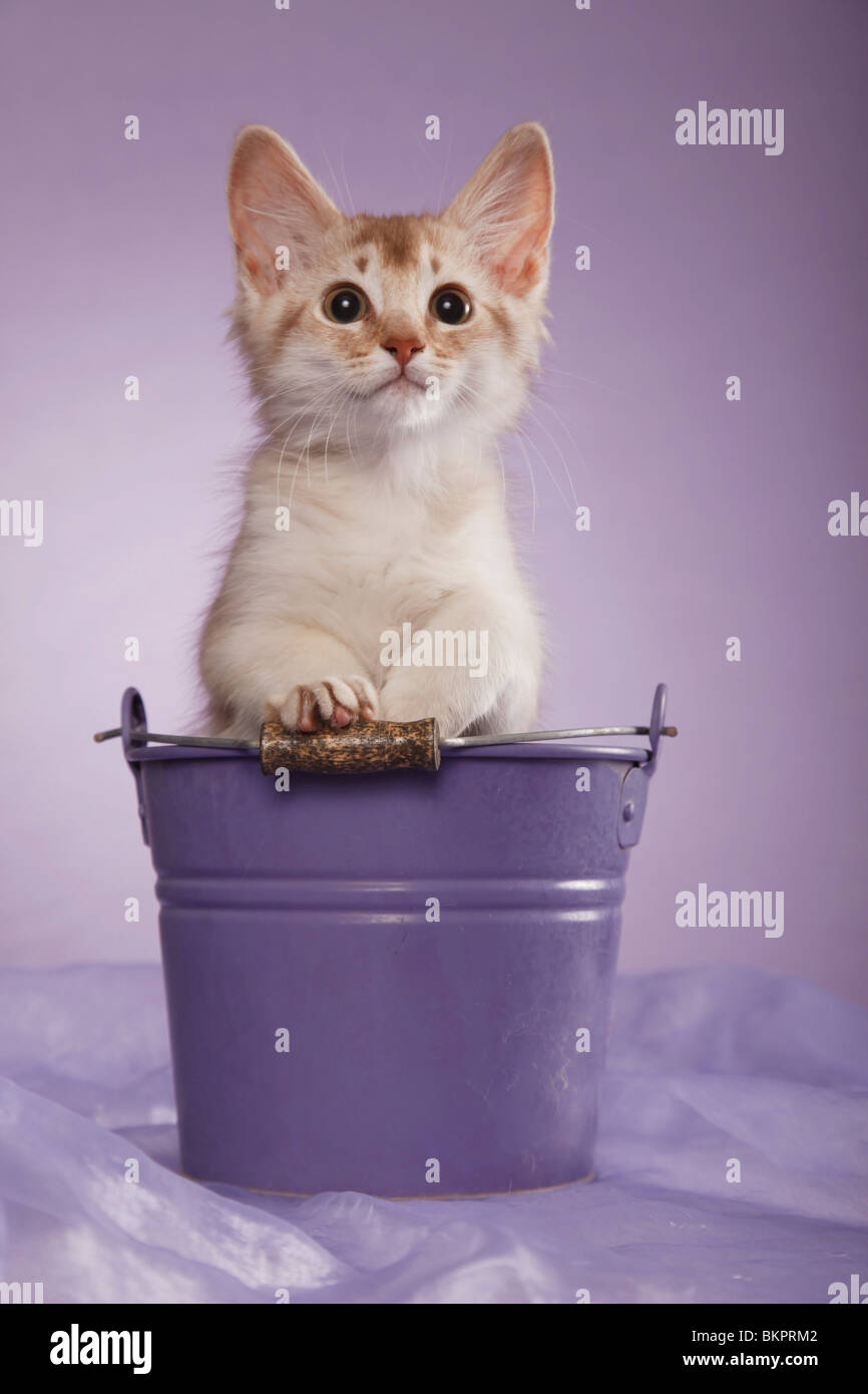 Somali Kätzchen / Somali Kitten Stock Photo - Alamy