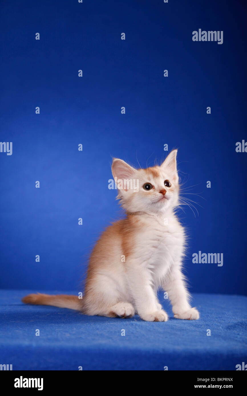 Somali Kätzchen / Somali Kitten Stock Photo - Alamy