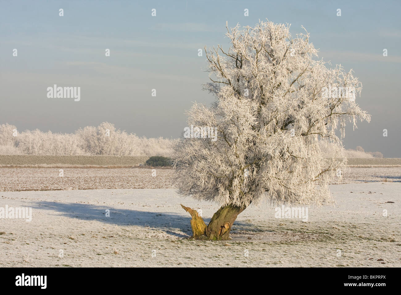 Boom in winterlandschap met rijp Stock Photo