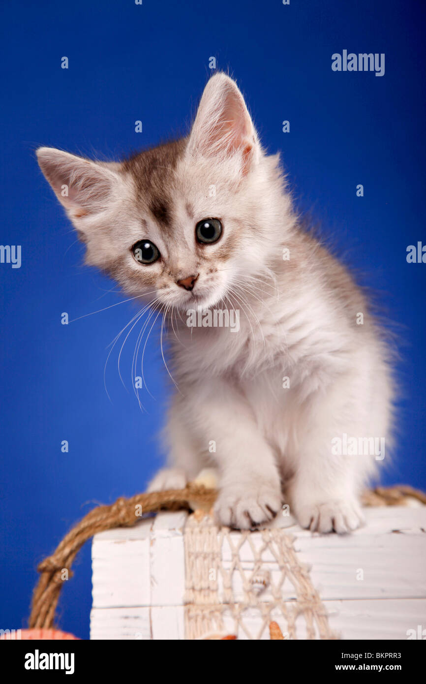 Somali Kätzchen / Somali Kitten Stock Photo - Alamy