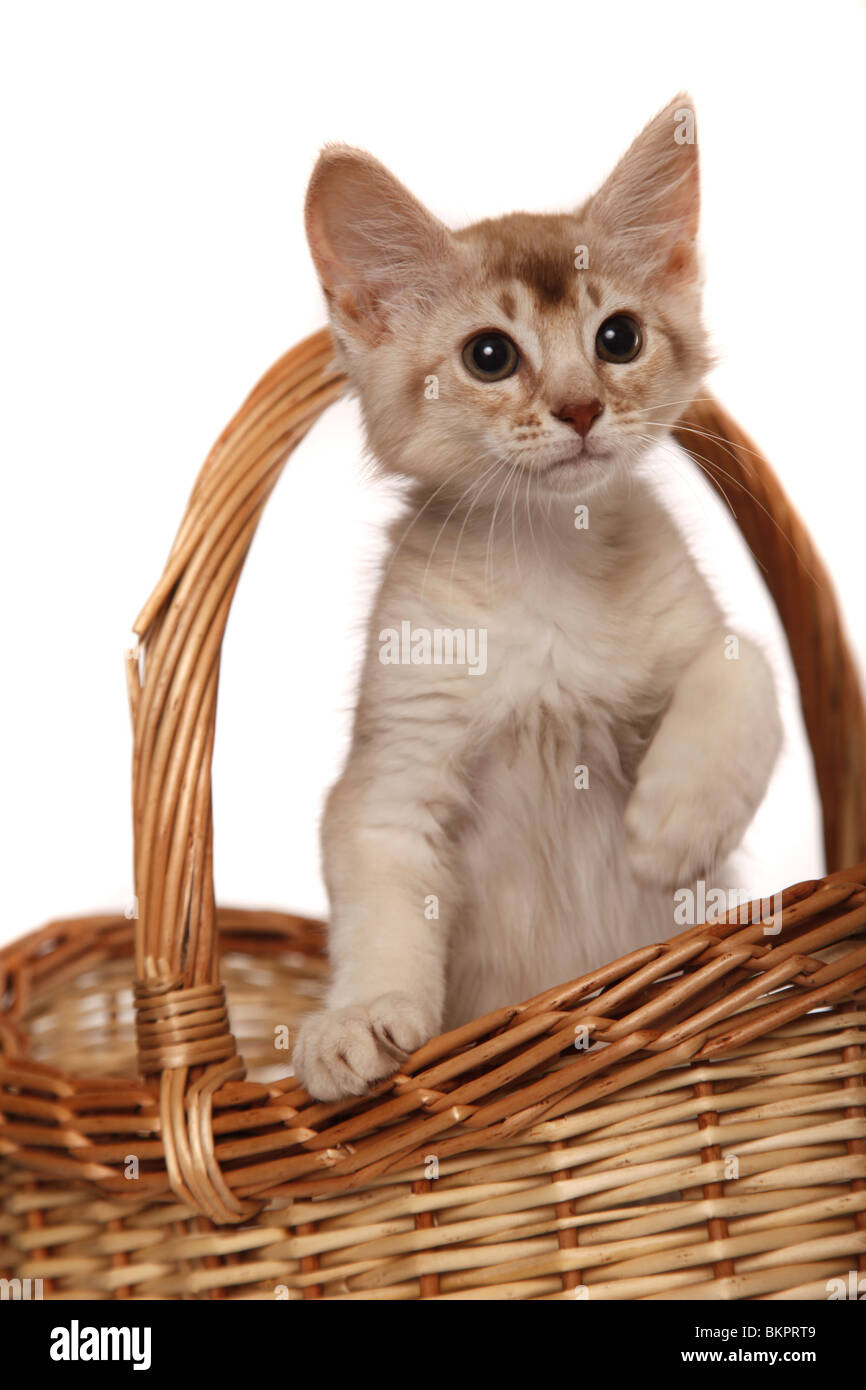 Somali Kätzchen / Somali Kitten Stock Photo - Alamy