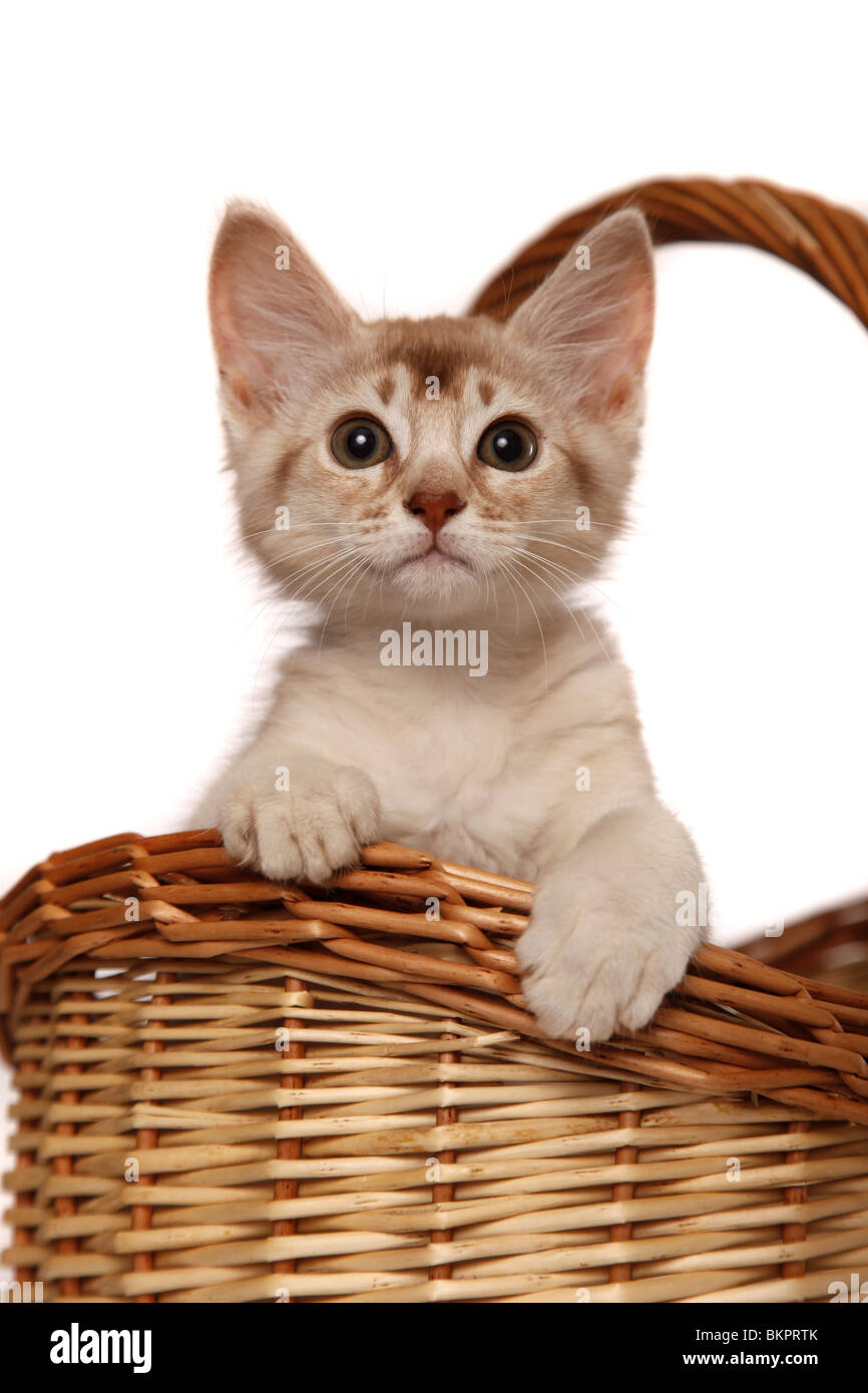 Somali Kätzchen / Somali Kitten Stock Photo - Alamy