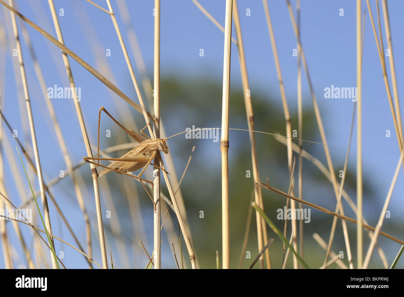 Lily bush cricket (brown form) on high dry grasses in Provence France Stock Photo