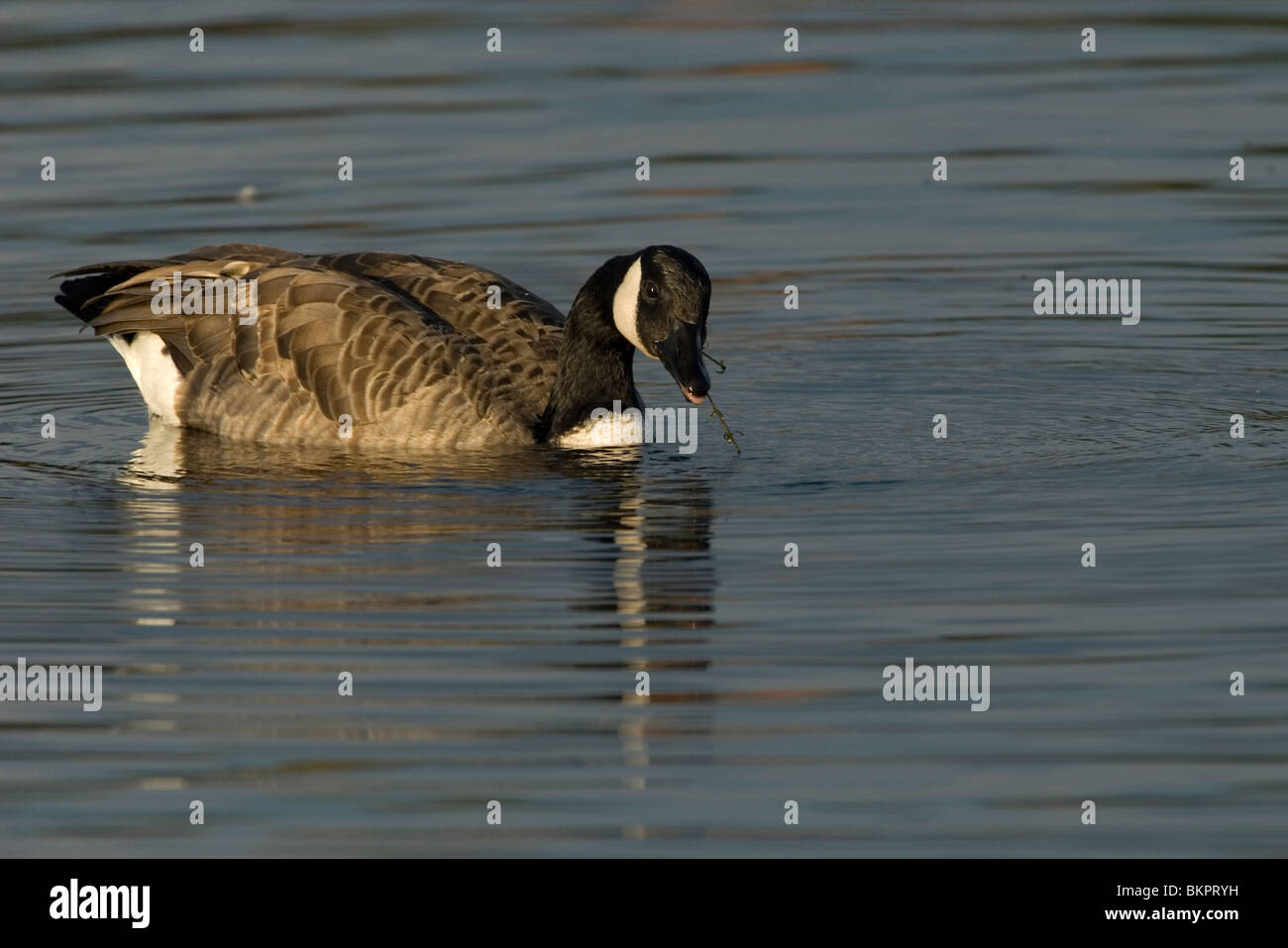 Goose pulling hi-res stock photography and images - Alamy