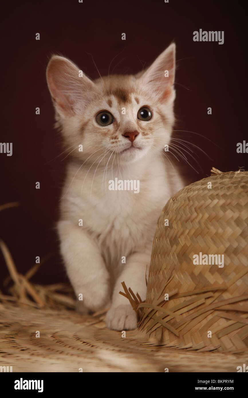 Somali Kätzchen / Somali Kitten Stock Photo - Alamy