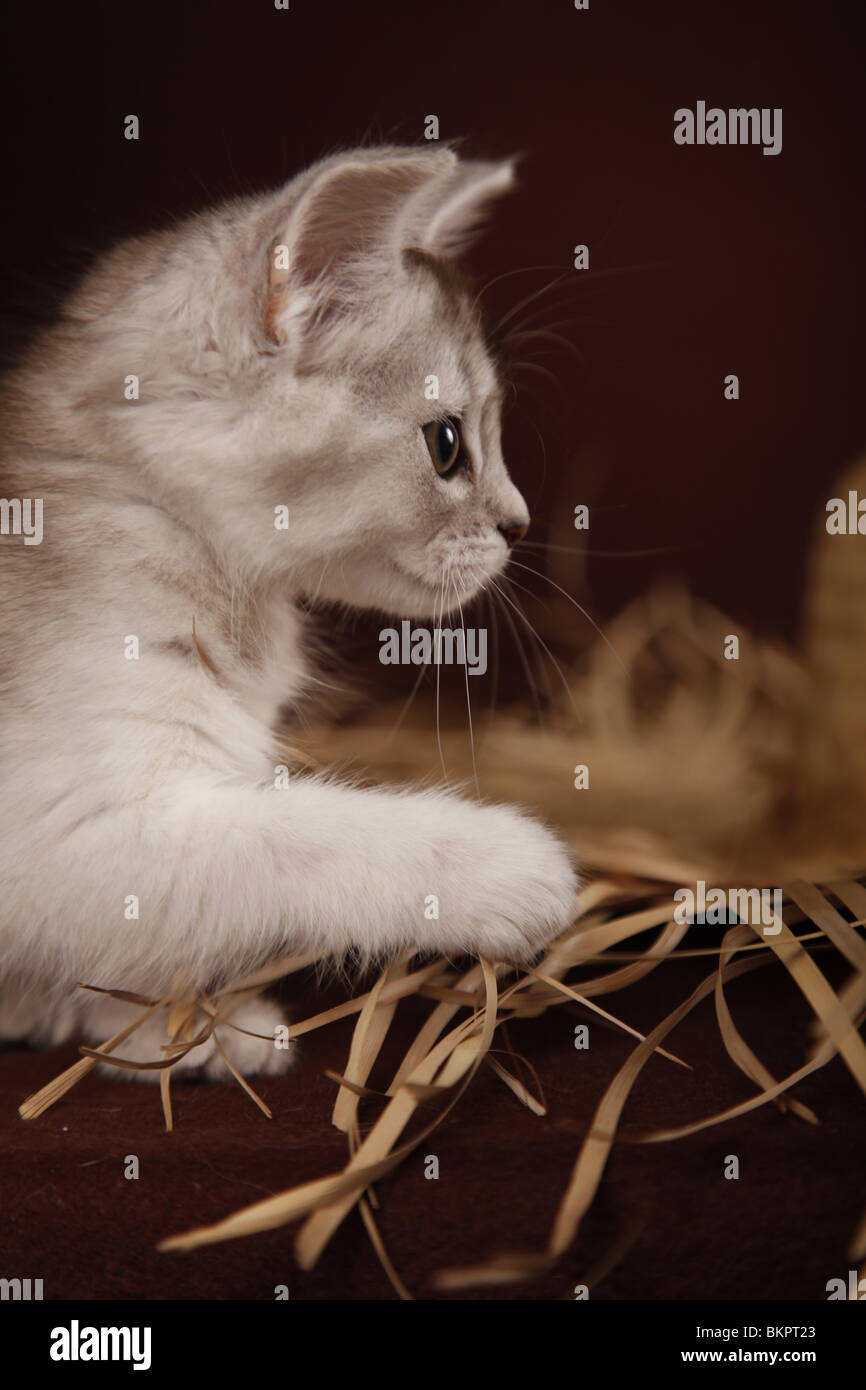 Somali Kätzchen / Somali Kitten Stock Photo - Alamy