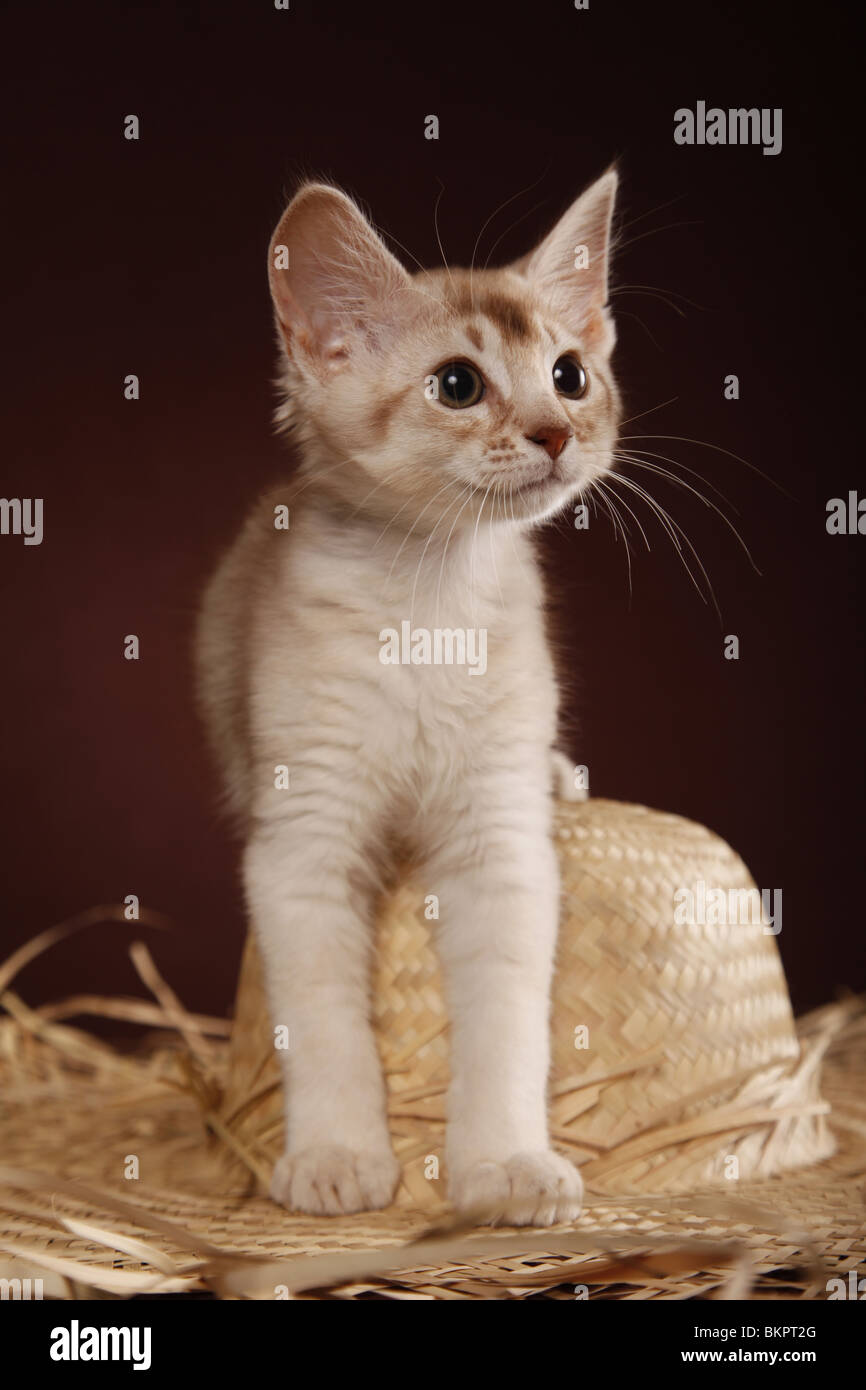 Somali Kätzchen / Somali Kitten Stock Photo - Alamy