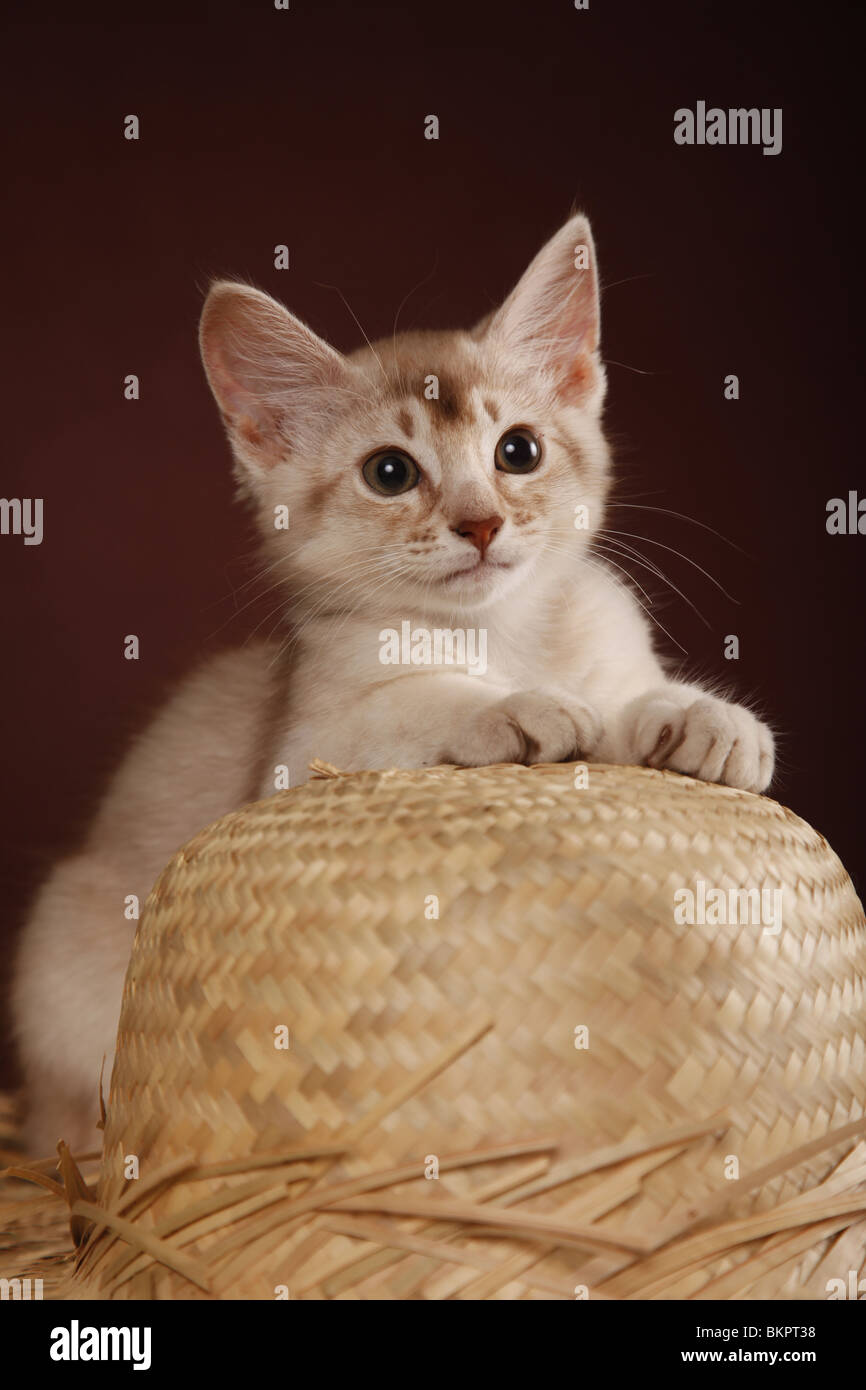 Somali Kätzchen / Somali Kitten Stock Photo - Alamy