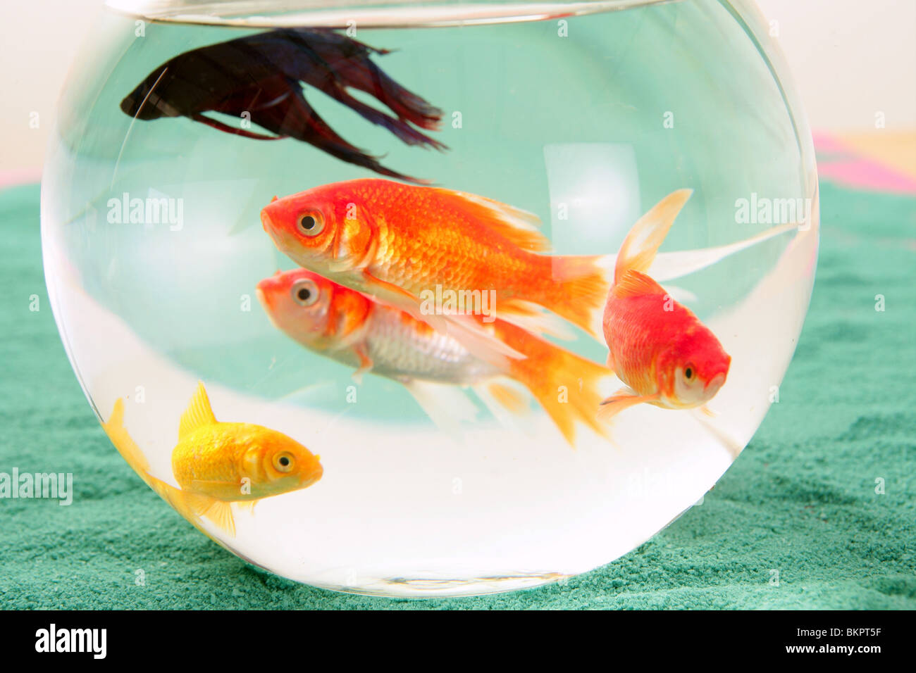 fishes in a round glass bowl red carps green background, pets Stock Photo