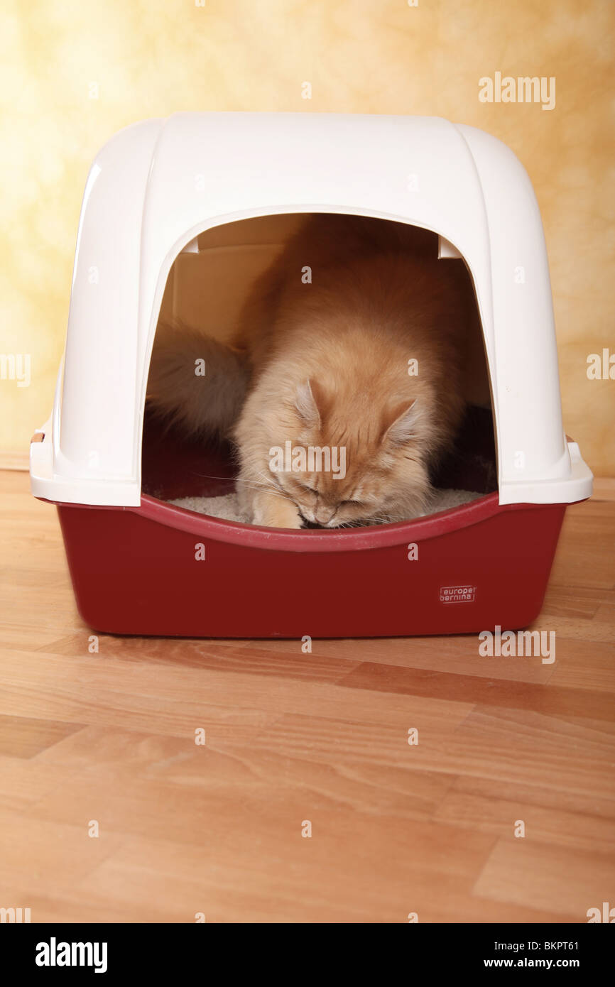 Katzenklo / cat litter box Stock Photo