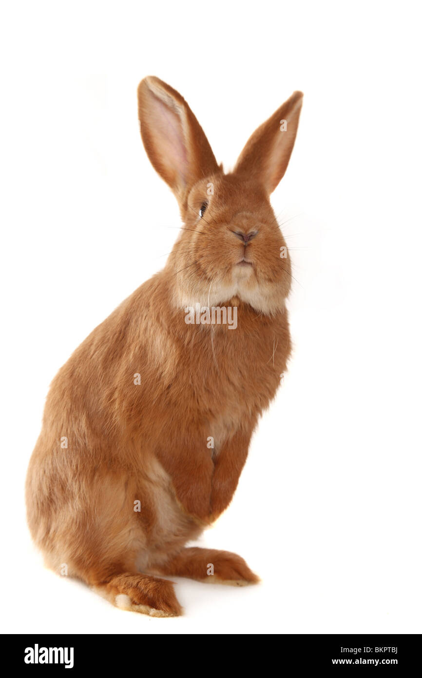 Cute young rabbit on Cut Out Stock Images & Pictures - Alamy