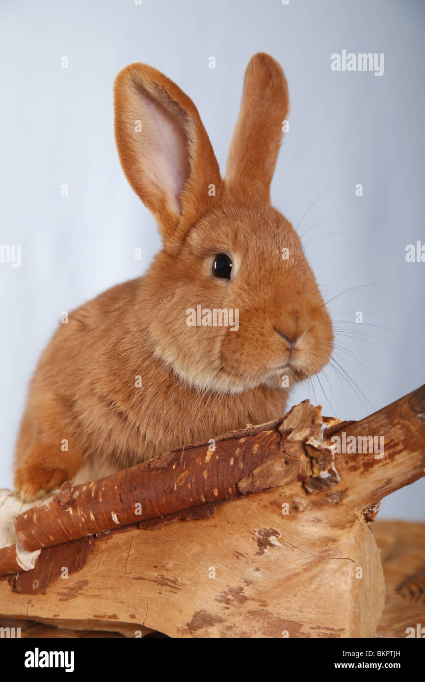 Neuseeländer / rabbit Stock Photo