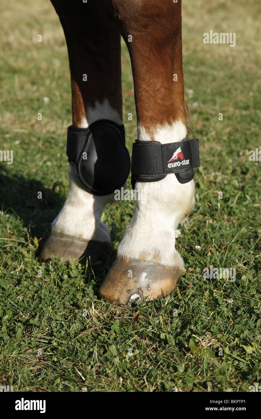 Pferdebeine / horse legs Stock Photo
