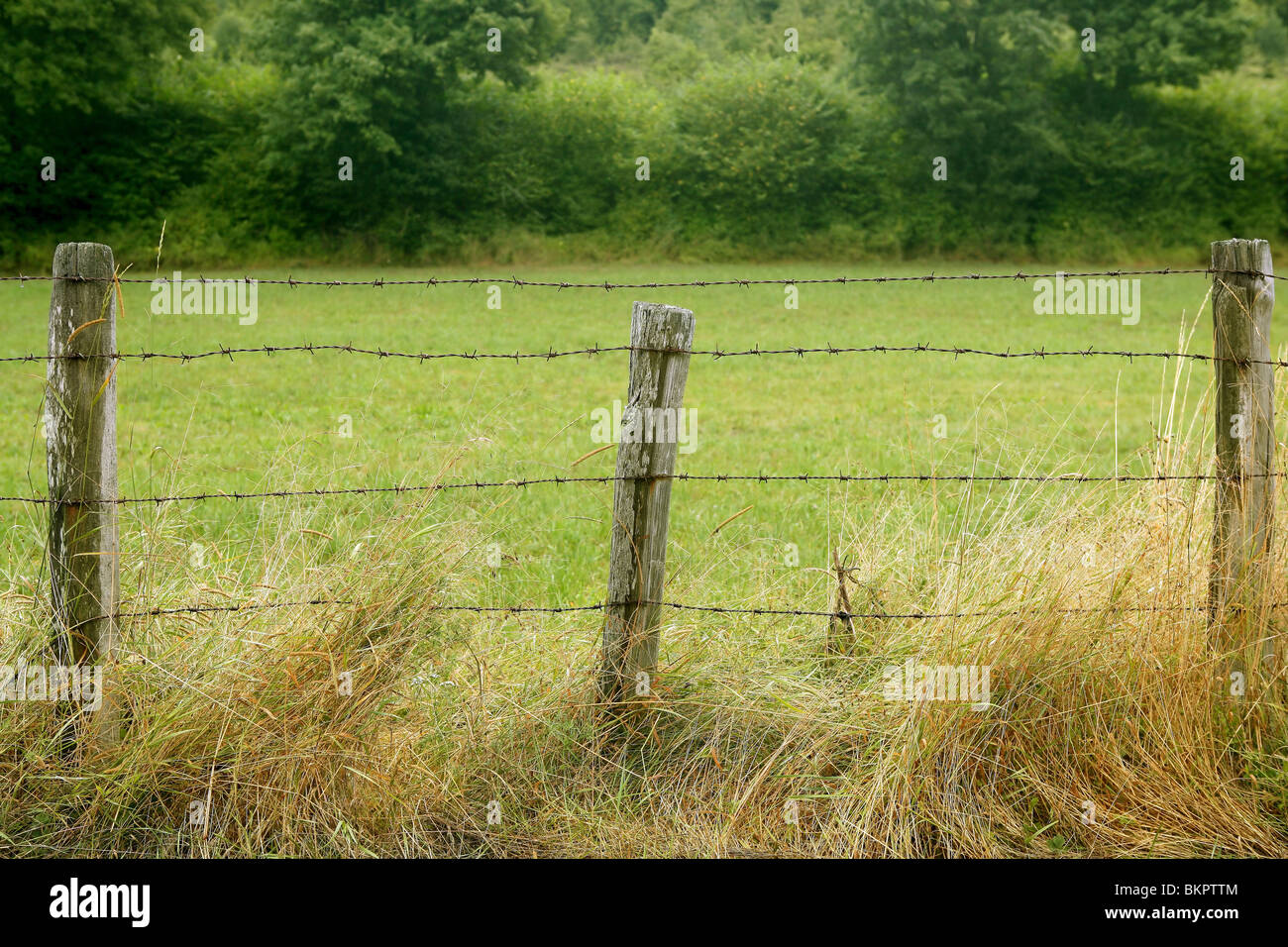 Green meadow with wired rural fence and wooden poles Stock Photo