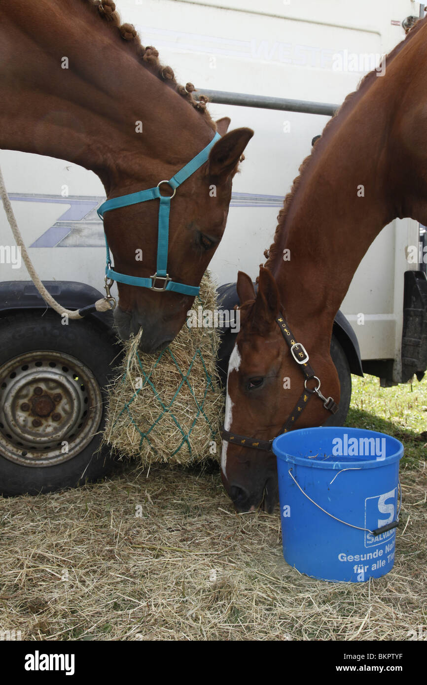 fressende Pferde / eating horses Stock Photo