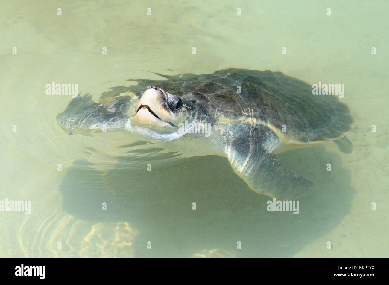 Green Sea Turtle by Tony Rusecki Stock Photo
