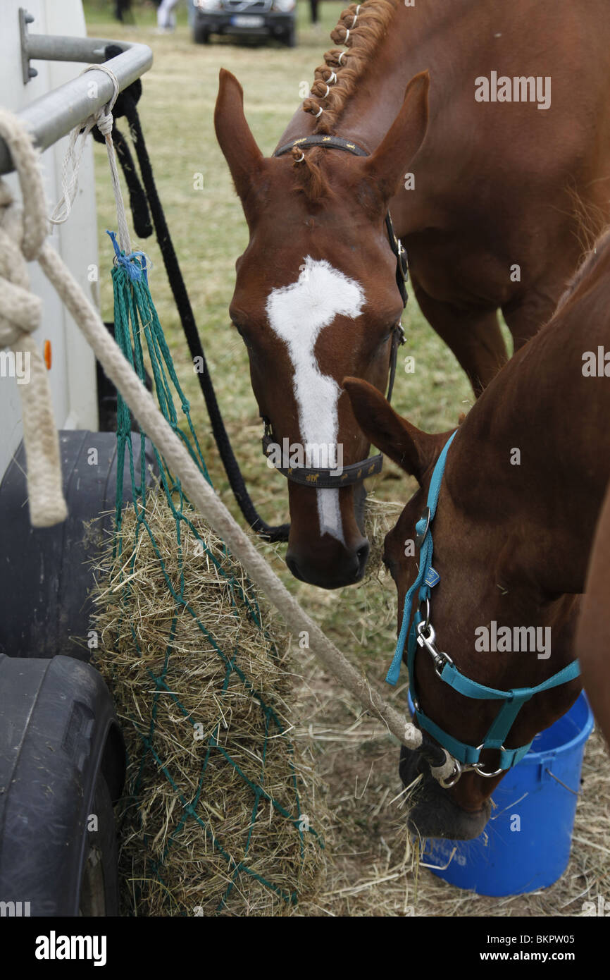 fressende Pferde / eating horses Stock Photo