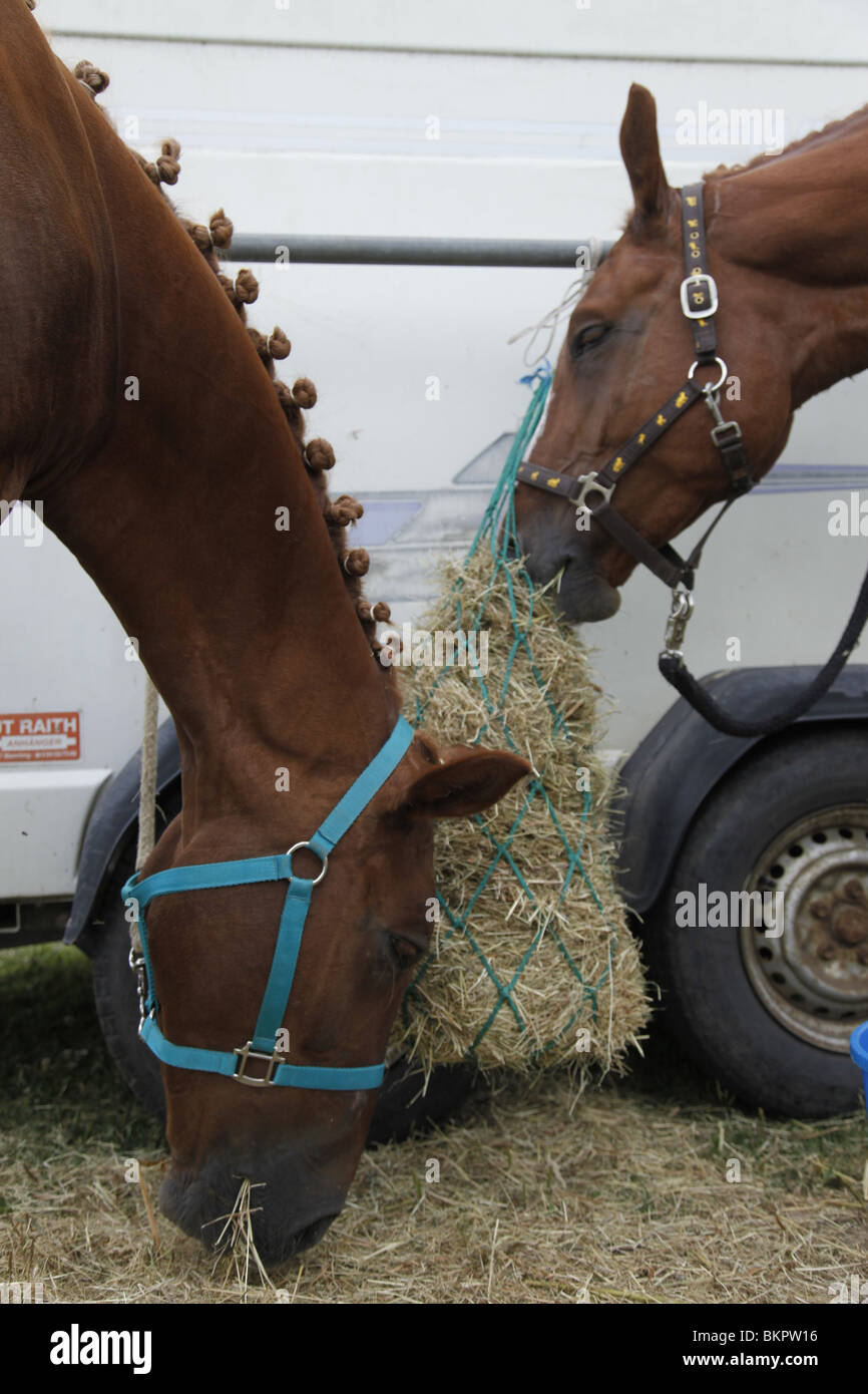 fressende Pferde / eating horses Stock Photo