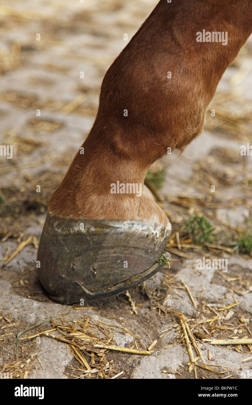 Pferd entlastet Bein / horse hoof Stock Photo