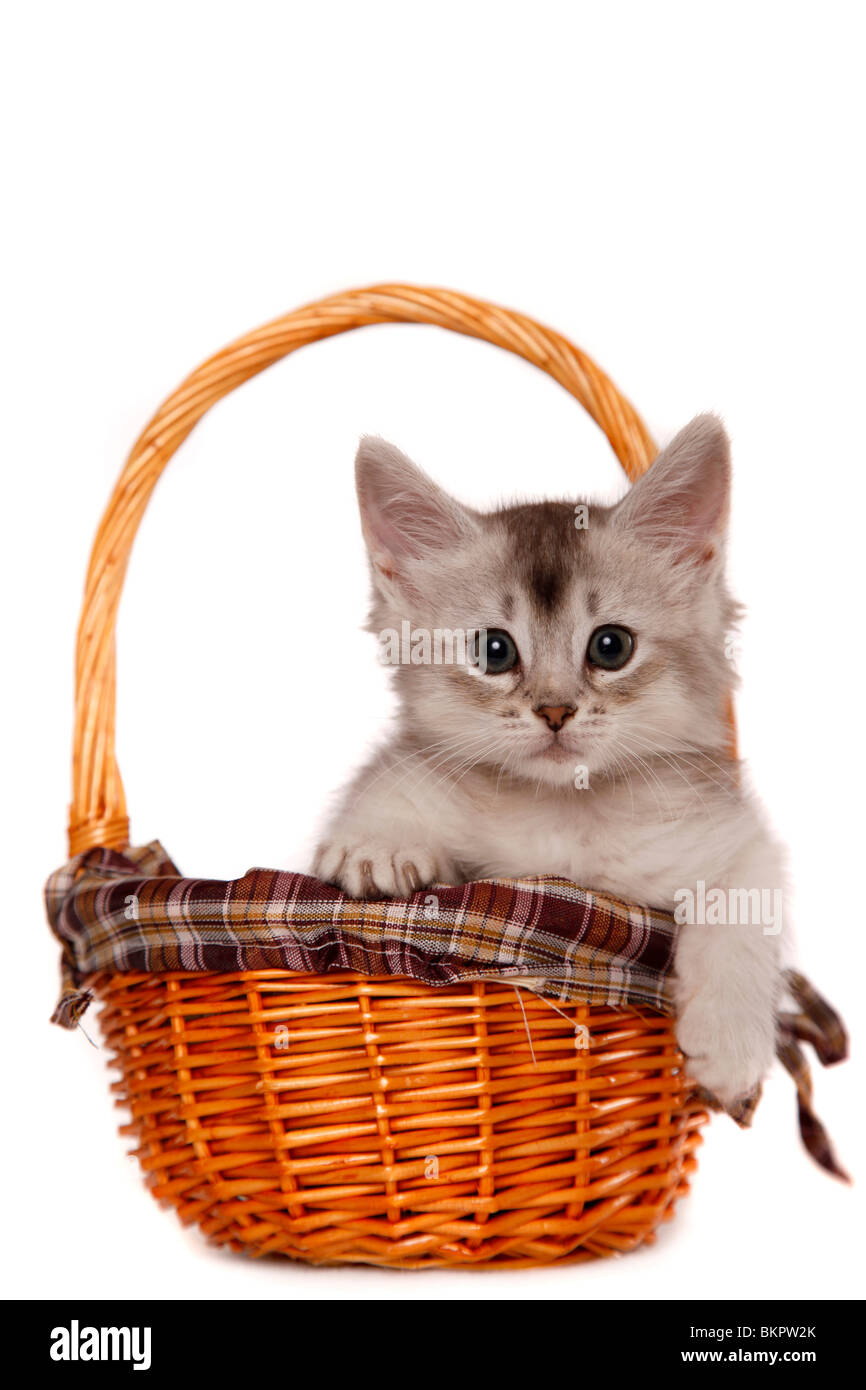 Somali Kätzchen / Somali Kitten Stock Photo - Alamy