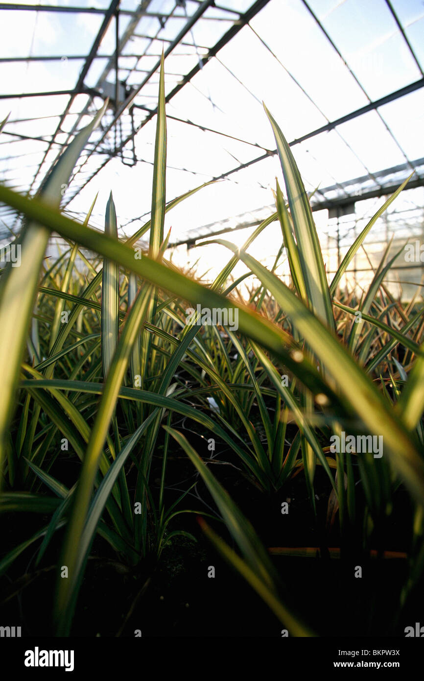Plants growing in a greenhouse Stock Photo - Alamy