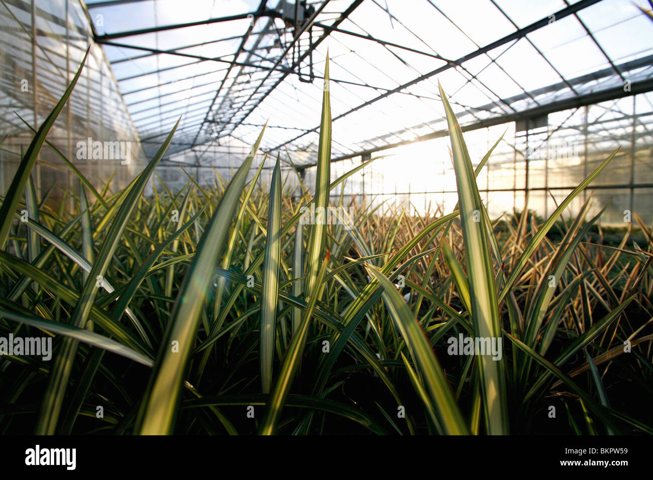 Plants growing in a greenhouse Stock Photo - Alamy