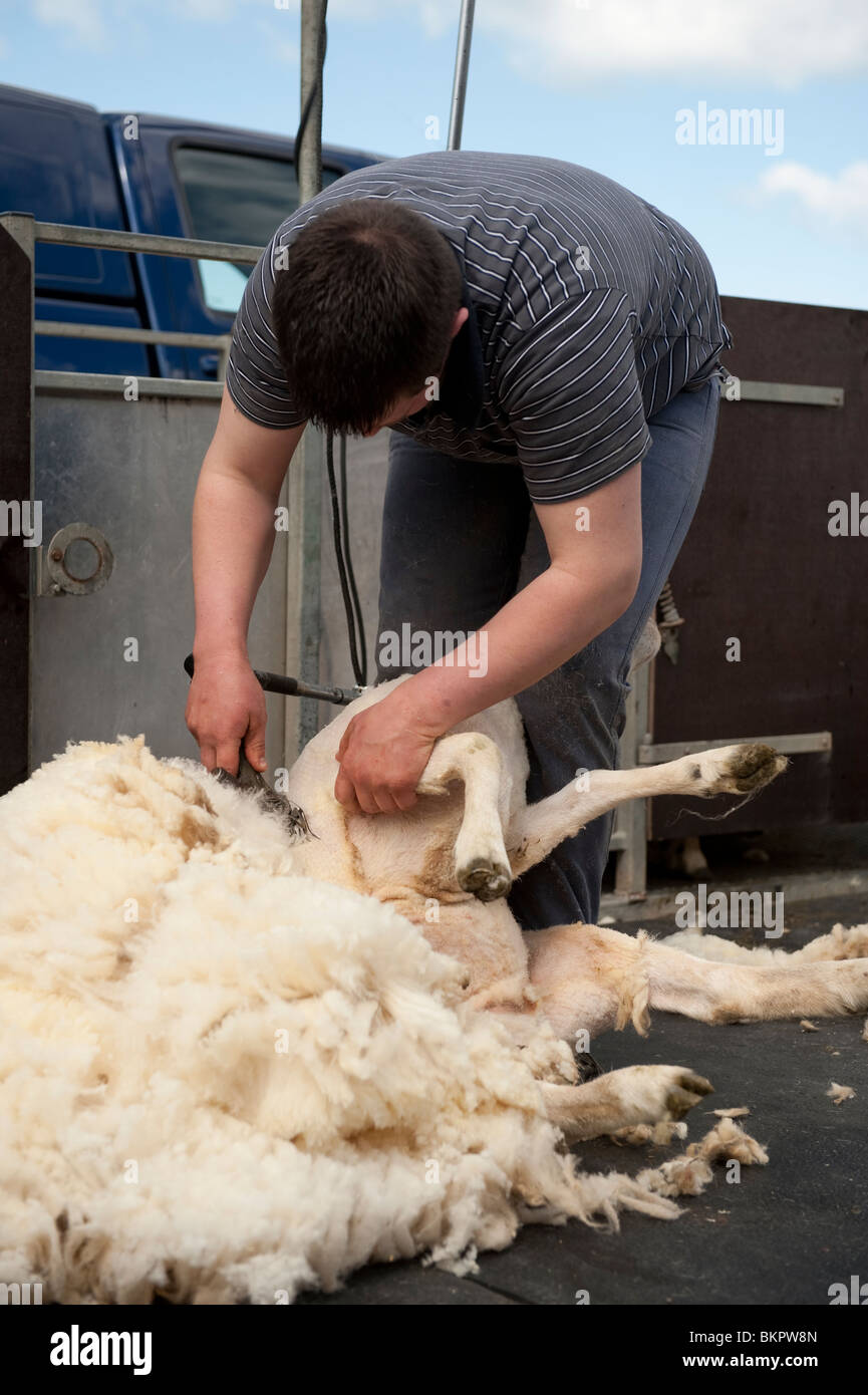 Man shearing a sheep in 'The Countryside Comes to Town' , Mayday Bank Holiday, Aberystwyth Ceredigion Wales UK Stock Photo