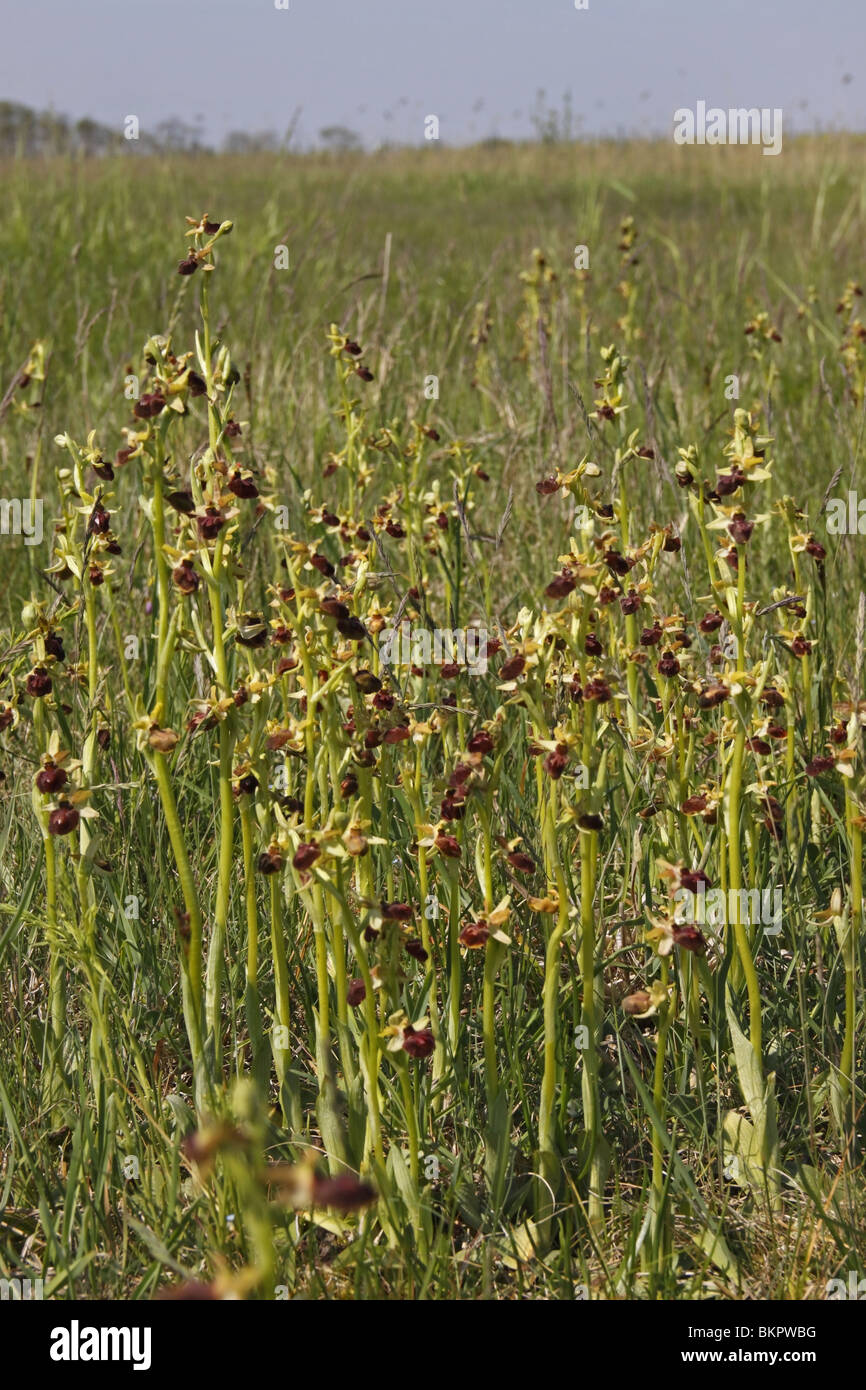 Spinnenragwurz, Ragwurz, Orchidee, ophrys, sphegodes, Early, Spider, Orchid Stock Photo