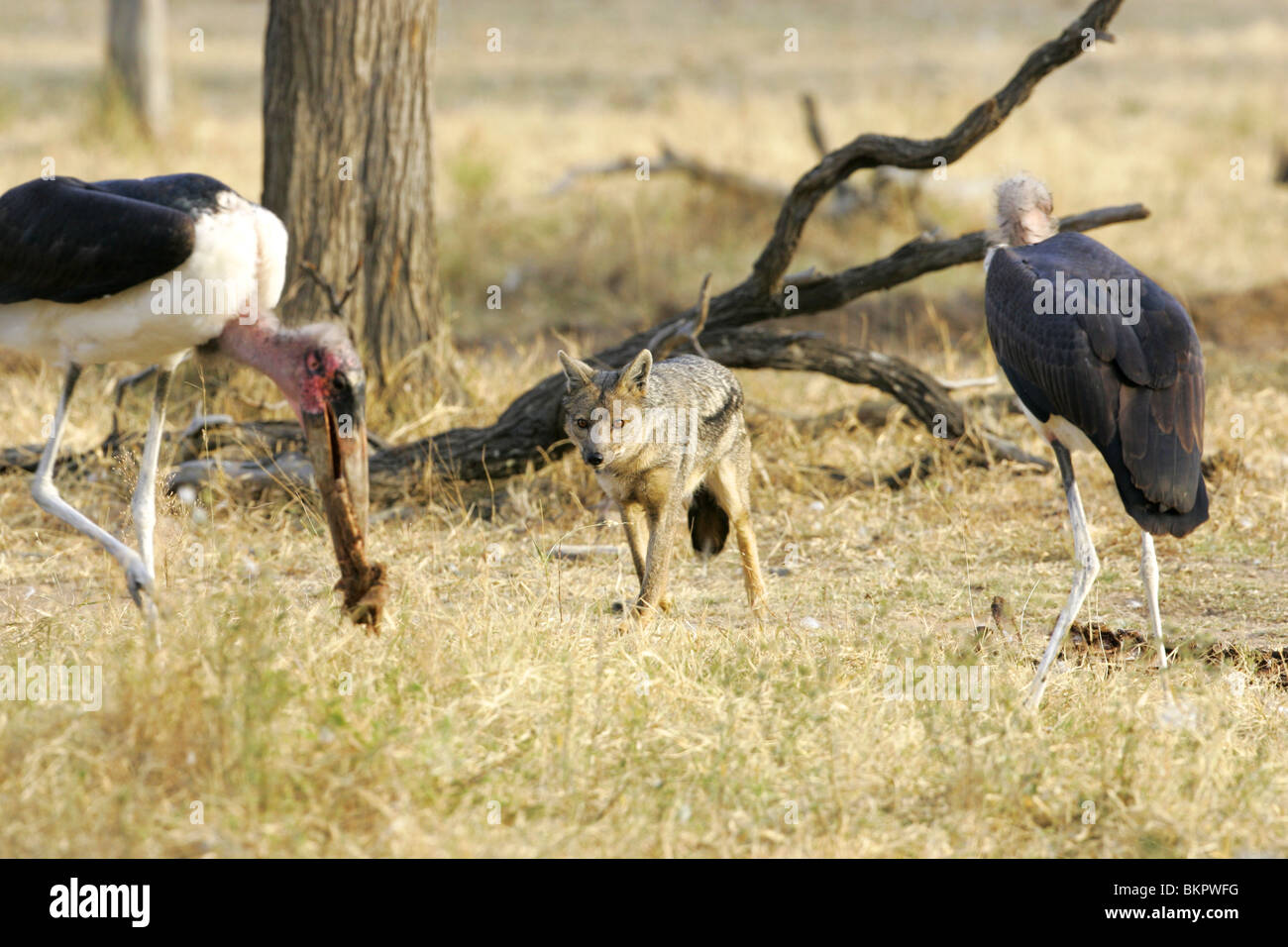 Marobou Storks and side striped Jackal, South Africa Stock Photo - Alamy